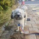 치치독 | 직접 먹여본 강아지 사료 추천 및 후기, 협찬X, 입 짧은 강아지 추천 사료