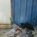 일월부화장 이미지