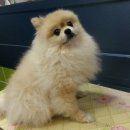 다사랑 애견 이미지