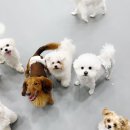 대구애견호텔 애견유치원 모여라솜뭉치 본점 이미지