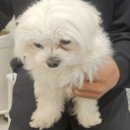 중앙공원로40번길 | [서현역 속눈썹펌] 호두뷰티 자연컬 후기