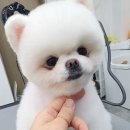 바나고펫살롱 이미지