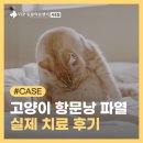 예지사료 | 서초 동물병원 고양이 항문낭파열 수술 없이 치료 후기