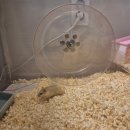 봉쓰베이비 | [햄봉이 새 집 입주] 0731 햄봉이 자가 마련(by 햄누지갑) + 적응기