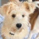 율하우리동물약국 이미지