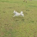 국일삼계탕 | 녹는 일상