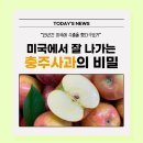 충주거점산지유통센터 | [산지소식] &#34;15년간 수출했어요&#34; 미국에서 잘 나가는 충주 사과의 비밀
