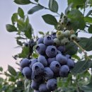 선화농장 | 평택 안중 블루베리 농장 &#39;선화농장&#39; 블루베리 달고 맛있어요!!!