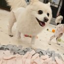 도그레스트 | 2박3일 생애 첫 호텔링!! 완전 만족후기 도그인포레스트