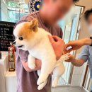 메이저독 | 동탄 강아지 목욕 미용 후기 : 메이저독 포메가위컷