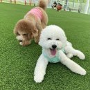 제이스핸즈 | 유로코피자,배민 제이스베이커리, 다정한스시, 원...모다소백산대창, 핸즈커피, 티젠콤부차, 더우린...