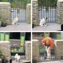 오늘도 댕댕이 이미지