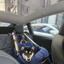 애견모델 | 테슬라 모델Y 애견모드 사용법 &amp; 시바견 하루의 찐후기 (ft. 펫모드)