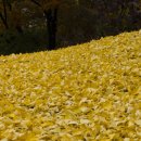 황금언덕 이미지