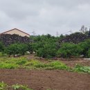 난산리-3 이미지