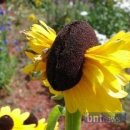 해바라기발전소 이미지