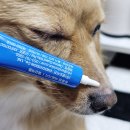 주식회사 퍼시픽파마 | 퍼시픽마켓 강아지피부 문제 생겼을때 피부연고