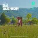 하늬농장 | 강원도 고성 여행 라벤더축제 고성 하늬라벤더팜
