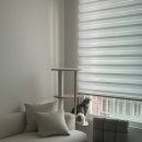 독한고양이 | 인천 간석동 매트리스 소파청소 업체 고양이 털제거 얼룩제거 습식건식케어 후기 | 깔끄룸플러스