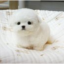 야옹아멍멍해봐강아지고양이충남 | 평택강아지분양 입양 후 느낀 후기