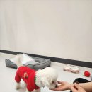 낭창한 강아지 | 대구의 특별한 반려견 교육센터, 낭창한 강아지