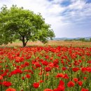 연꽃테마파크 방문자 센터 | [경남/꽃양귀비]5월 꽃구경 명소 함안 악양둑방｜풍차 포토존과 악양루까지