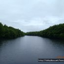 팔라완 부수앙가 아름다운 숨은섬 찾기 제 1탄 - 맹그로브 숲 이미지