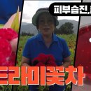 맨드라미꽃차 /월경과다, 시력감퇴, 피부습진, 등 여성건강에 도움 조회수 7.1천회 2년 전 이미지