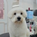 가치있개 이미지