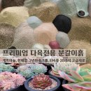 진토베기 Daum카페