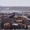 얼굴 없는 공포, 광우병 - 미국 쇠고기 보고서 이미지
