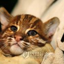 황금고양이 이미지
