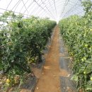 서구농장 이미지