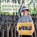 케이팜스타 | [케이팜스타] 표고버섯 구매후기!!