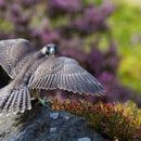 pet for you 이미지