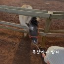 포니제주 | 제주 목장카페 밭디 포니 당근 먹이주기, 이색자전거 이용 후기 승마 탑승 가능