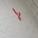벽전