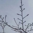 봄기운
