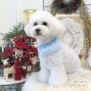 미미 펫 그루밍 이미지