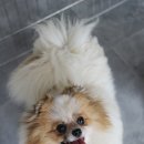 티나리안 이미지