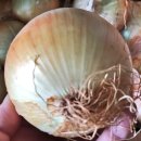 농업회사법인 주식회사 비옥 이미지