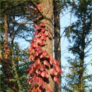 꿩대신닭 이미지