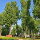 [증평 가볼 만한 곳] 5월의 산책 보강천 미루나무숲