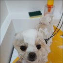 커멍커멍 | 수원애견카페 커멍요 방문 후기