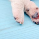 웰튼동물의료센터 이미지