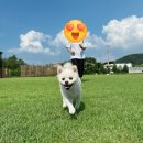 cu원주이편한점 | [원주/강아지카페] 넓은 천연잔디 운동장이 좋았던 아기사자 후기