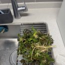 최가네삽교곱창 이미지