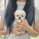 야옹아멍멍해봐삼각점 이미지