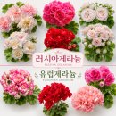 러시아 9종 유럽제라늄 4종 분양 후기 | 희귀제라늄 종류 모음🌿 [ 키우기와 관리방법 ]