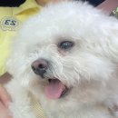 시티독 | 루원시티 애견미용 하이독 후기